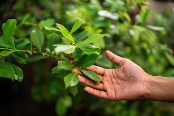 Professional Tree Services in Magnolia, NJ